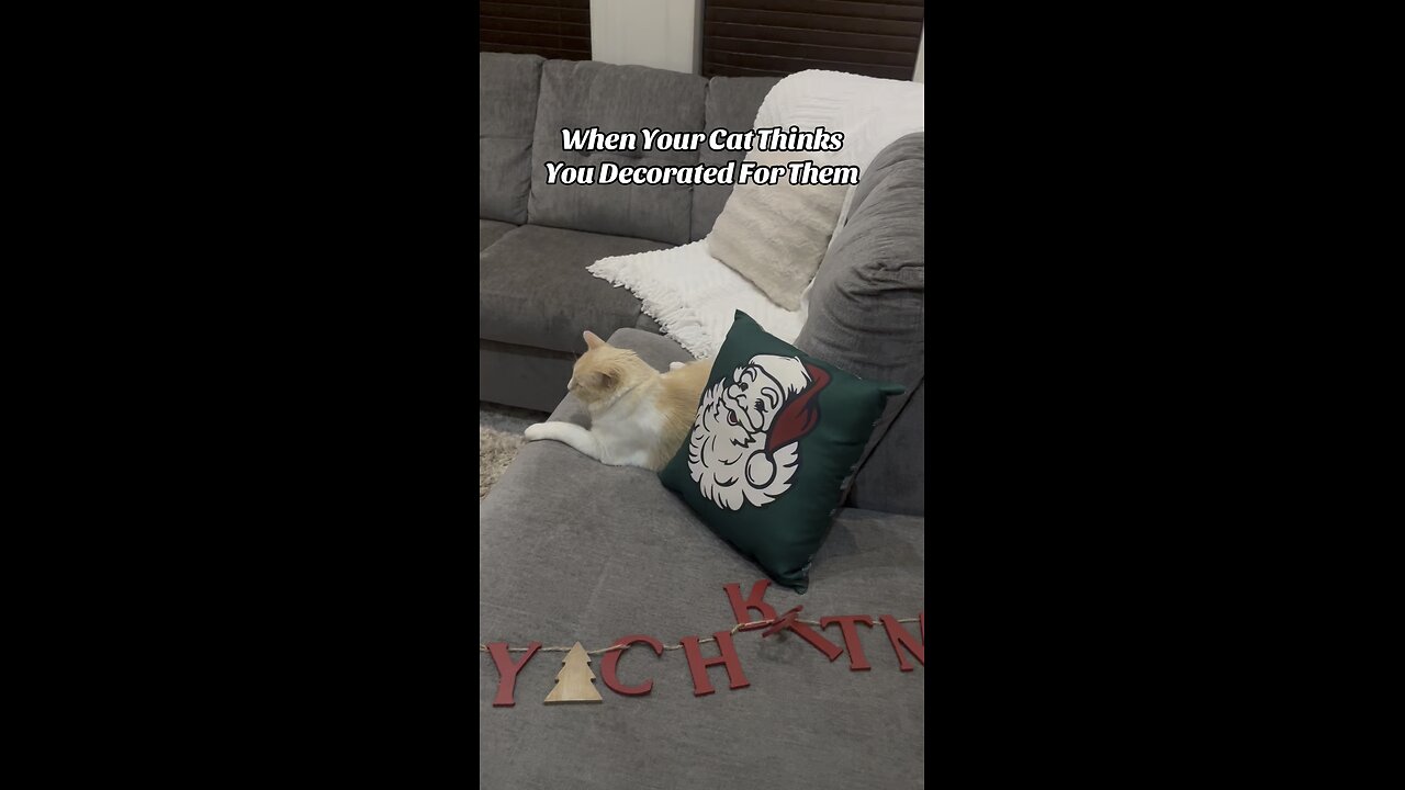 His Spot 🐈🛋️