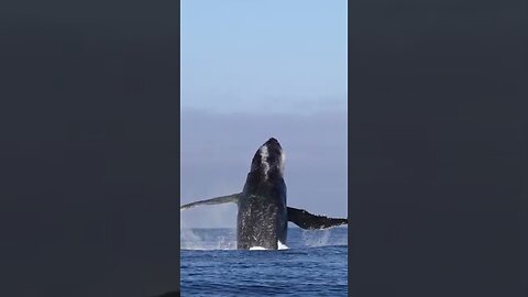 The name of this #whale is angel wings whale 🐳 🐳