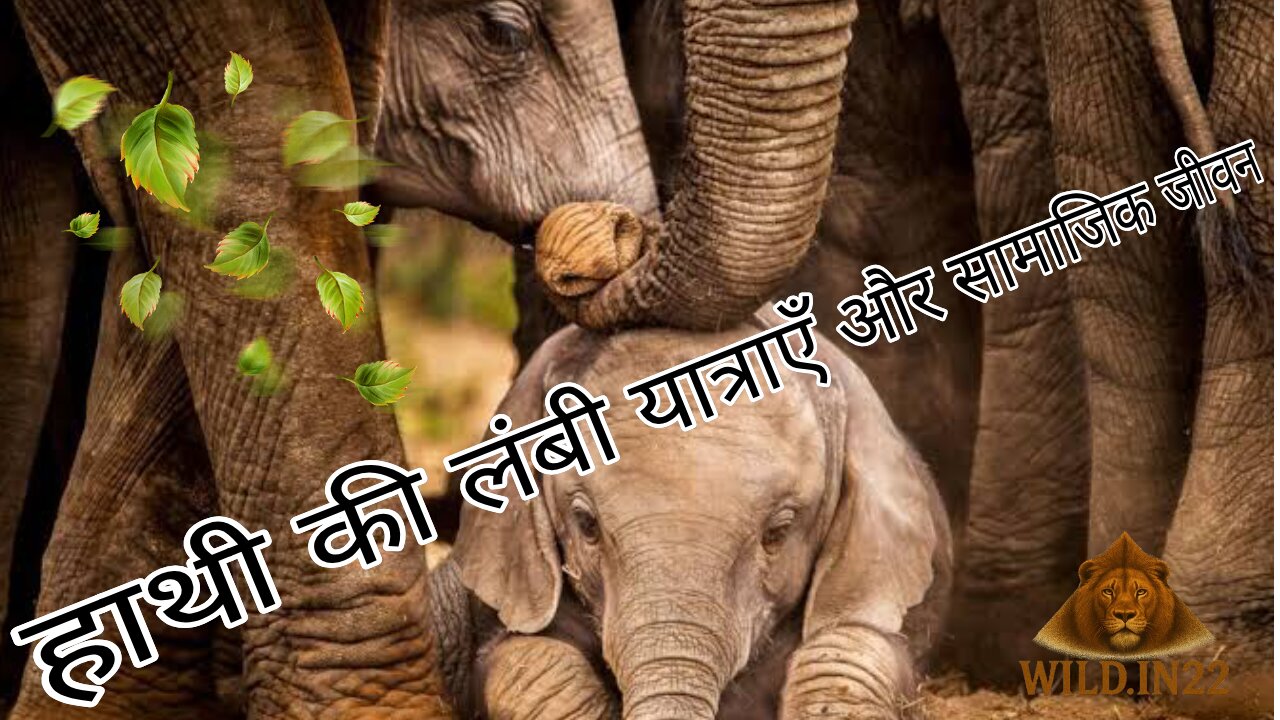 African elephant हाथी की लंबी यात्राएँ और सामाजिक जीवन 🐘