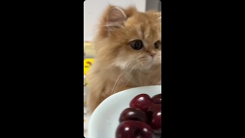 Cute kitty