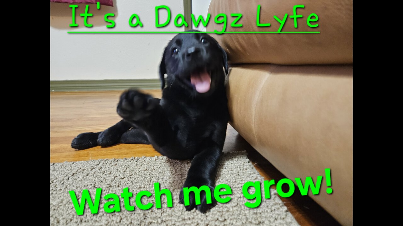 Aurora playing ball.