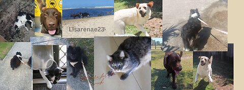 My little business 🐕🐈🤍🐾