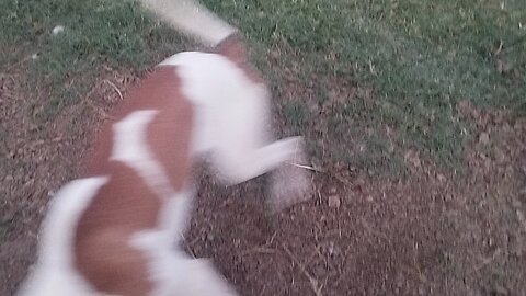 Amazing dogs