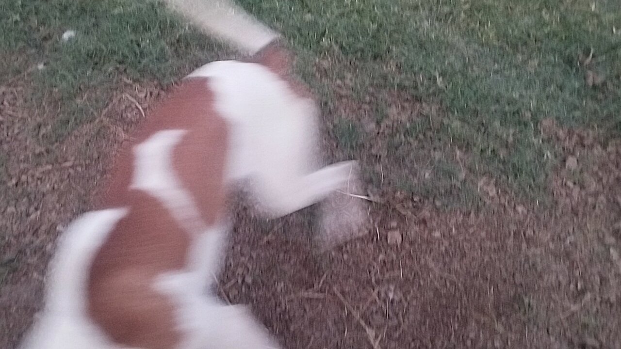 Amazing dogs