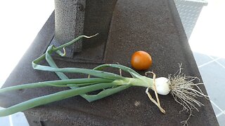 Onions.... Starting Over