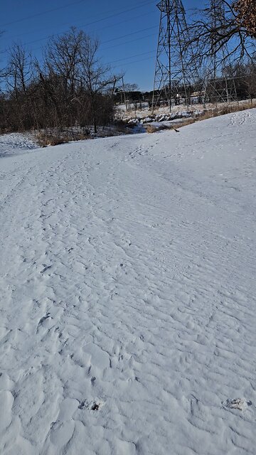 Squirrel in the Snow