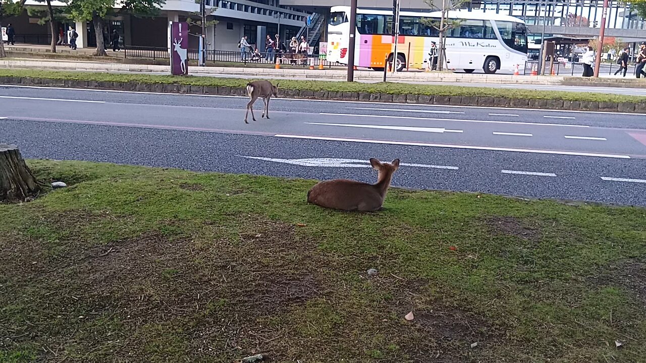 奈良県にいる鹿さんの映像