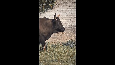 Bull Gone Wild: Shocking Moment a Bull Attacks the Crowd!"