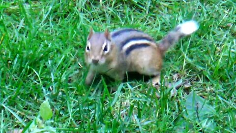 Chipmunk