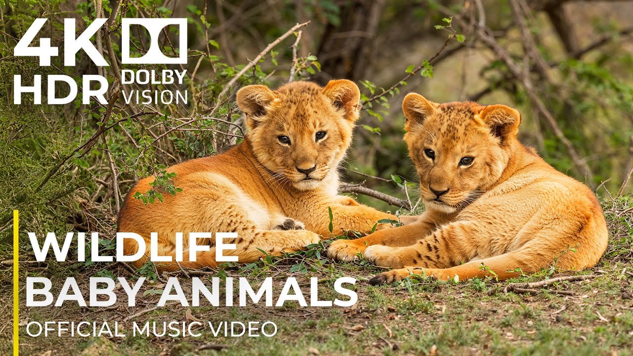 5 Minutes of ADORABLE BABY ANIMALS | 12K UHD WORLD (Official Music Video)