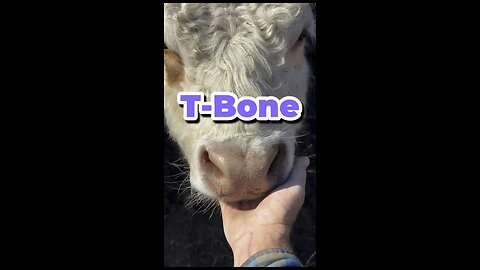 T-Bone’s seven rules of life.