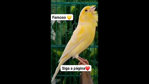 Canaril