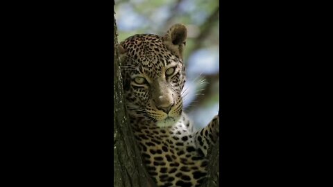 leopard 🐆
