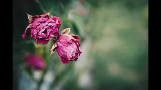 Lord Winter - Wilted