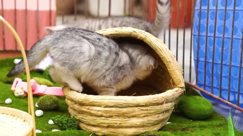 Cats are Playing Video