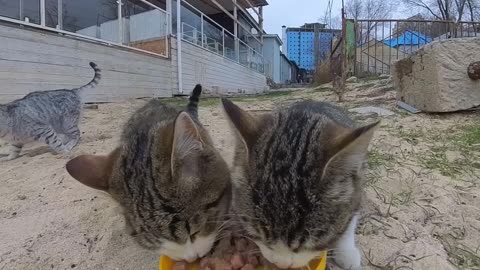 Cat Food Delivery Using Amphibious RC Car