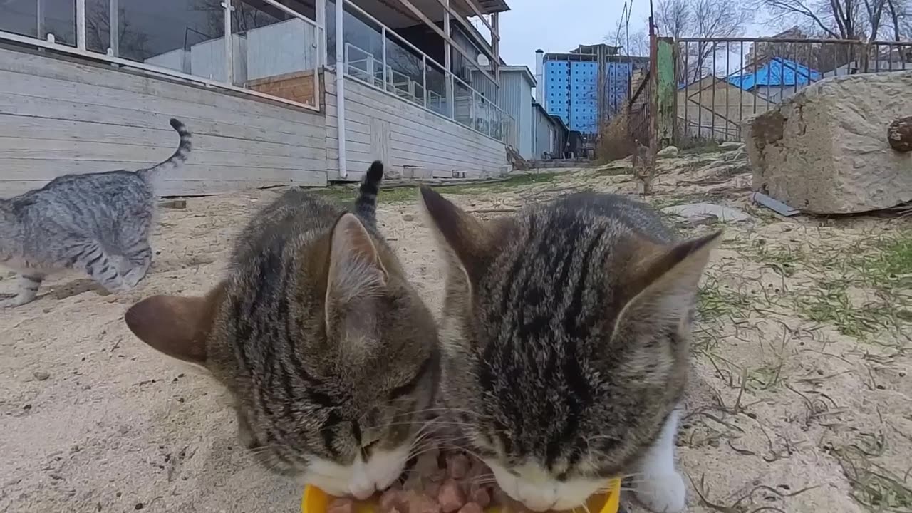 Cat Food Delivery Using Amphibious RC Car