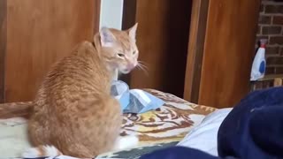 😂🐰 You Won't Believe These Bunny Kicks! Hilarious Animal Moves | FunFM