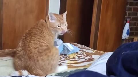 😂🐰 You Won't Believe These Bunny Kicks! Hilarious Animal Moves | FunFM