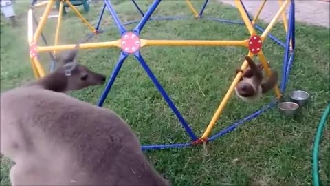 Baby Sloths being sloths-funny video