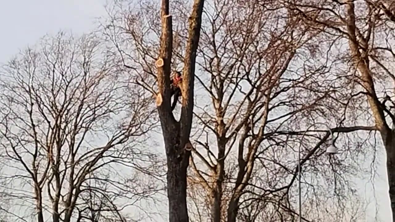 Trädfällning i Kungsbacka