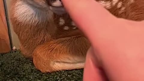 poor baby deer