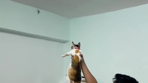 Man Lifts His Cat, and It Snags a Spider Mid-Air