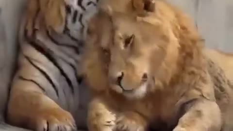 A tiger and a lioness have an unusual and complicated relationship.🦁🐯