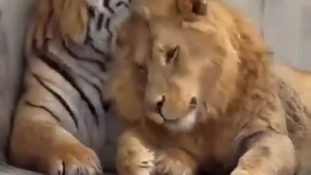 A tiger and a lioness have an unusual and complicated relationship.🦁🐯