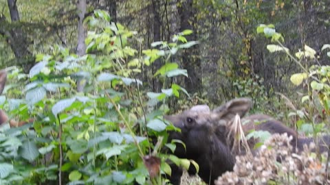 Moose attacking the raspberry patch
