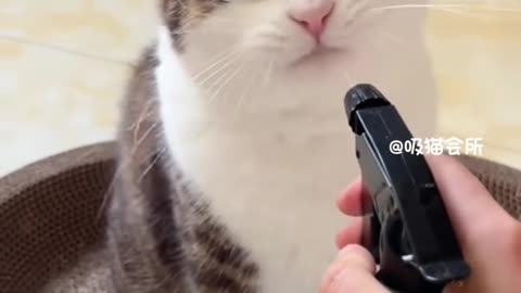The kitten must have its reasons for drinking water like this:::