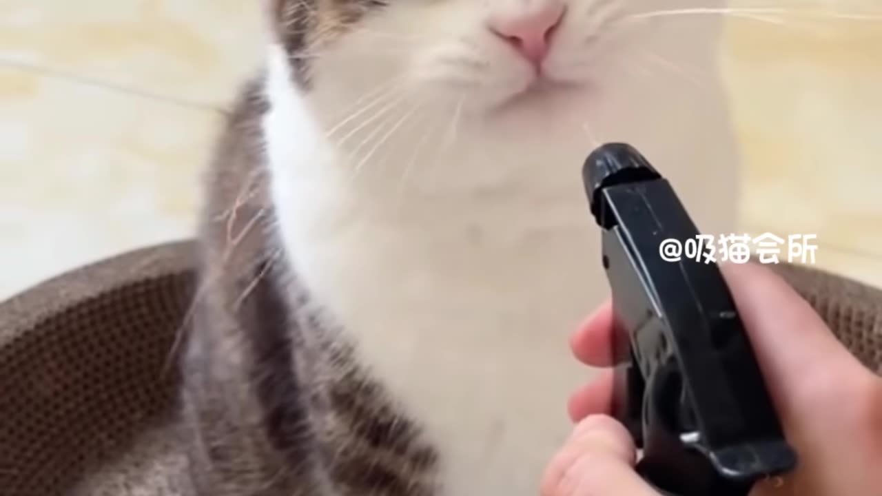 The kitten must have its reasons for drinking water like this:::