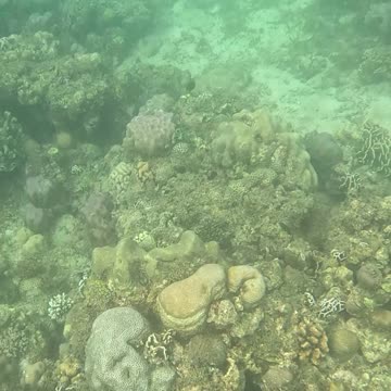 Snorkeling Through Serenity