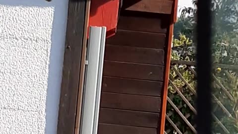 Meisenknödel für Vögel im Kleingarten 09/25 (Sachsen)