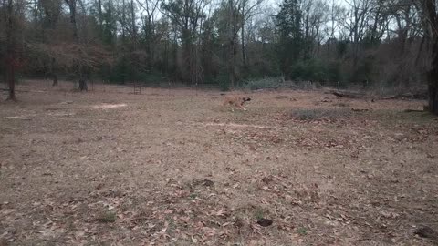 Pasture Puppy minute