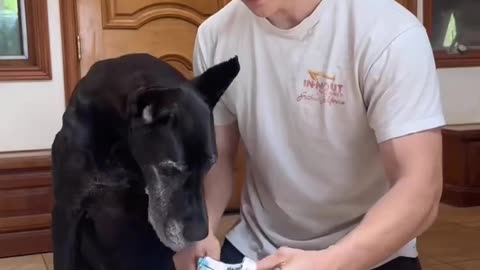 😂🐾 You Won't Believe How Adorable This Is! Funny Cute Animal Moment | FunFM