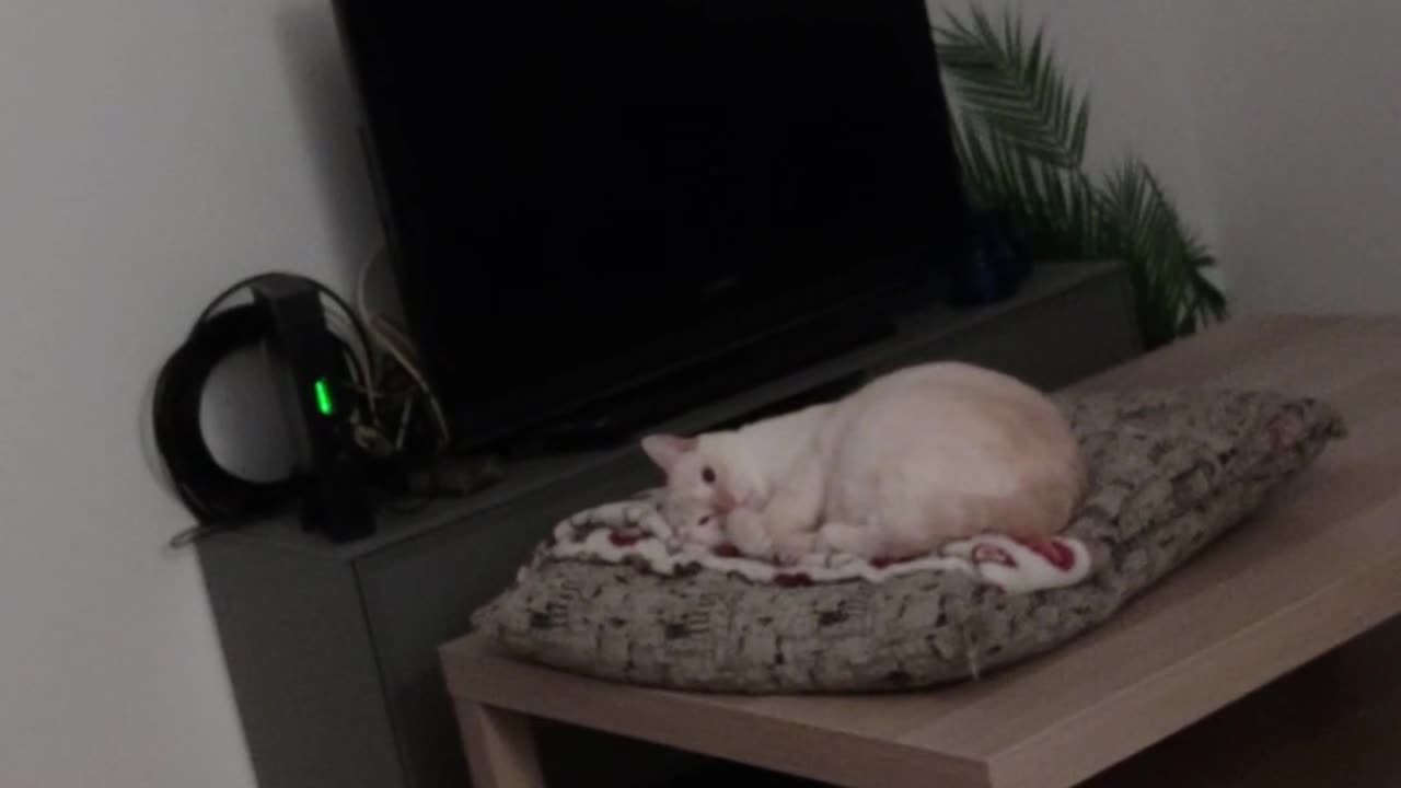 My cat doesn't come with the pstpstpsts noise. How do I enable that function Thanks