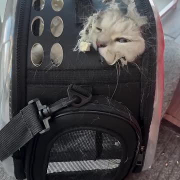 Underestimated the will for freedom 🤣