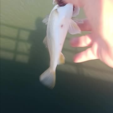 Perch magnolia pier.