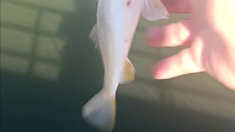 Perch magnolia pier.