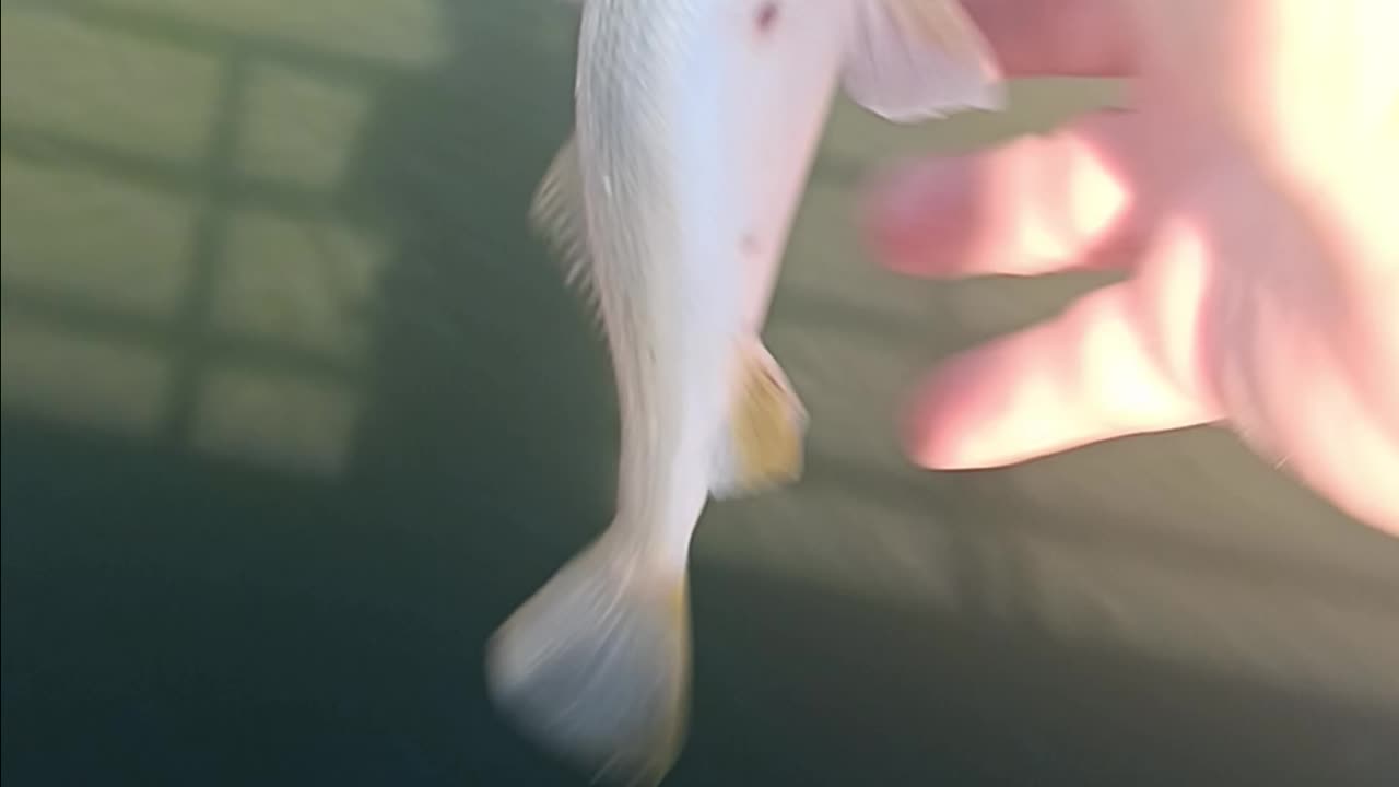 Perch magnolia pier.
