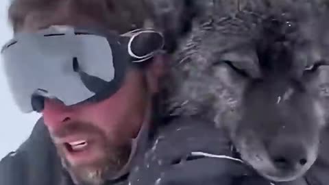 The guy saved the wolf from death