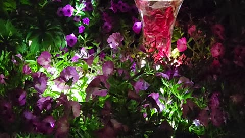 "Vase of petals with First Prize Hybrid Tea Rose in turbulent Rain."