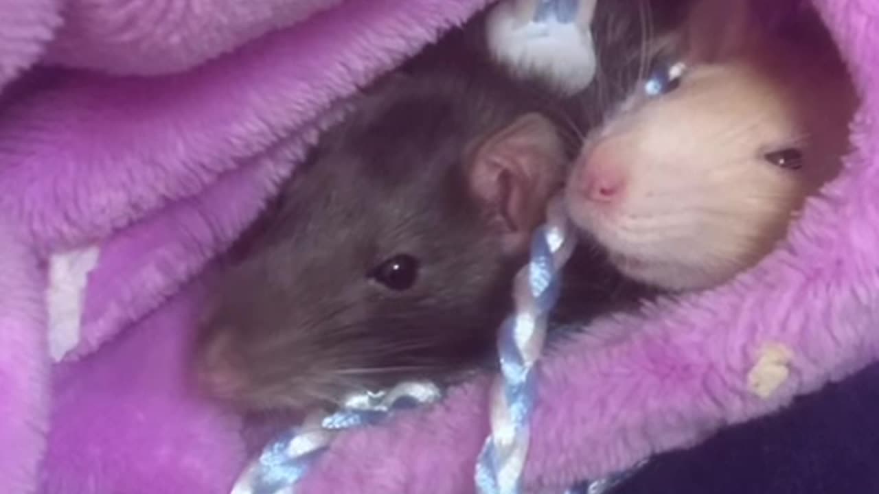 Tiny Fancy Rats Peek Out Sleepy Heads in My Pocket! 🐭💤