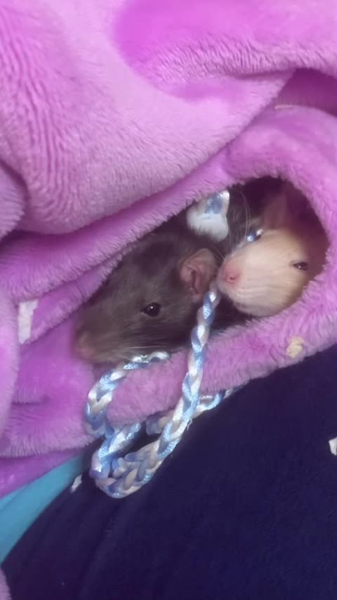 Tiny Fancy Rats Peek Out Sleepy Heads in My Pocket! 🐭💤