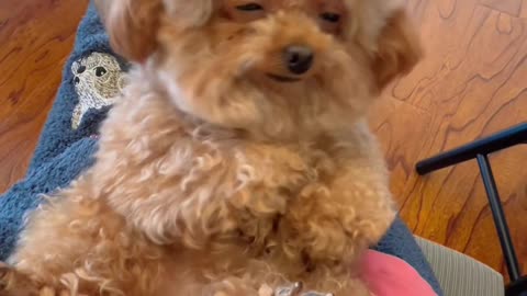 #animals #🥰🥰🥰 #dog #happydog #funnyvideos #cutedogs