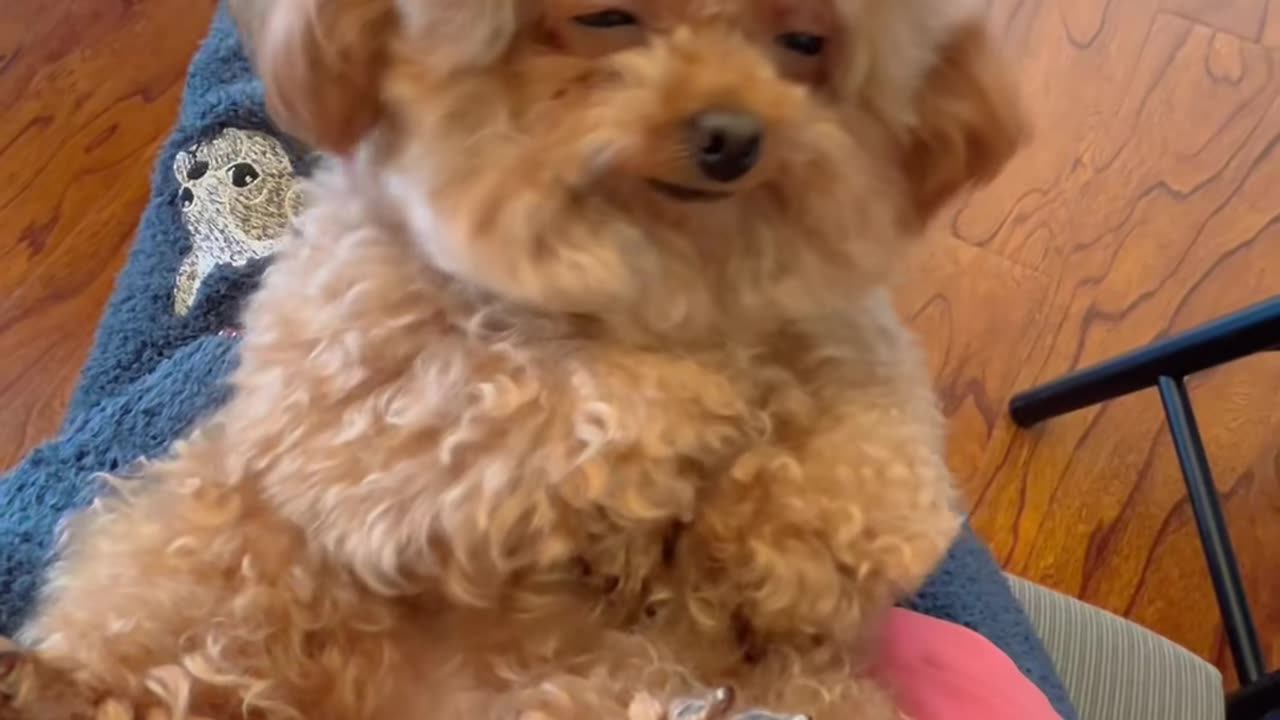 #animals #🥰🥰🥰 #dog #happydog #funnyvideos #cutedogs