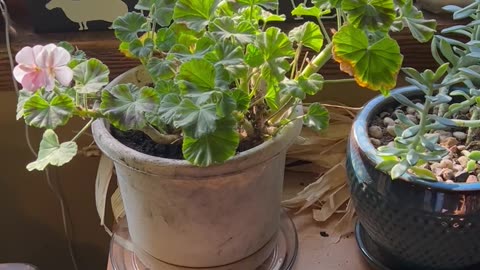 Overwintering More 🪴 Plants