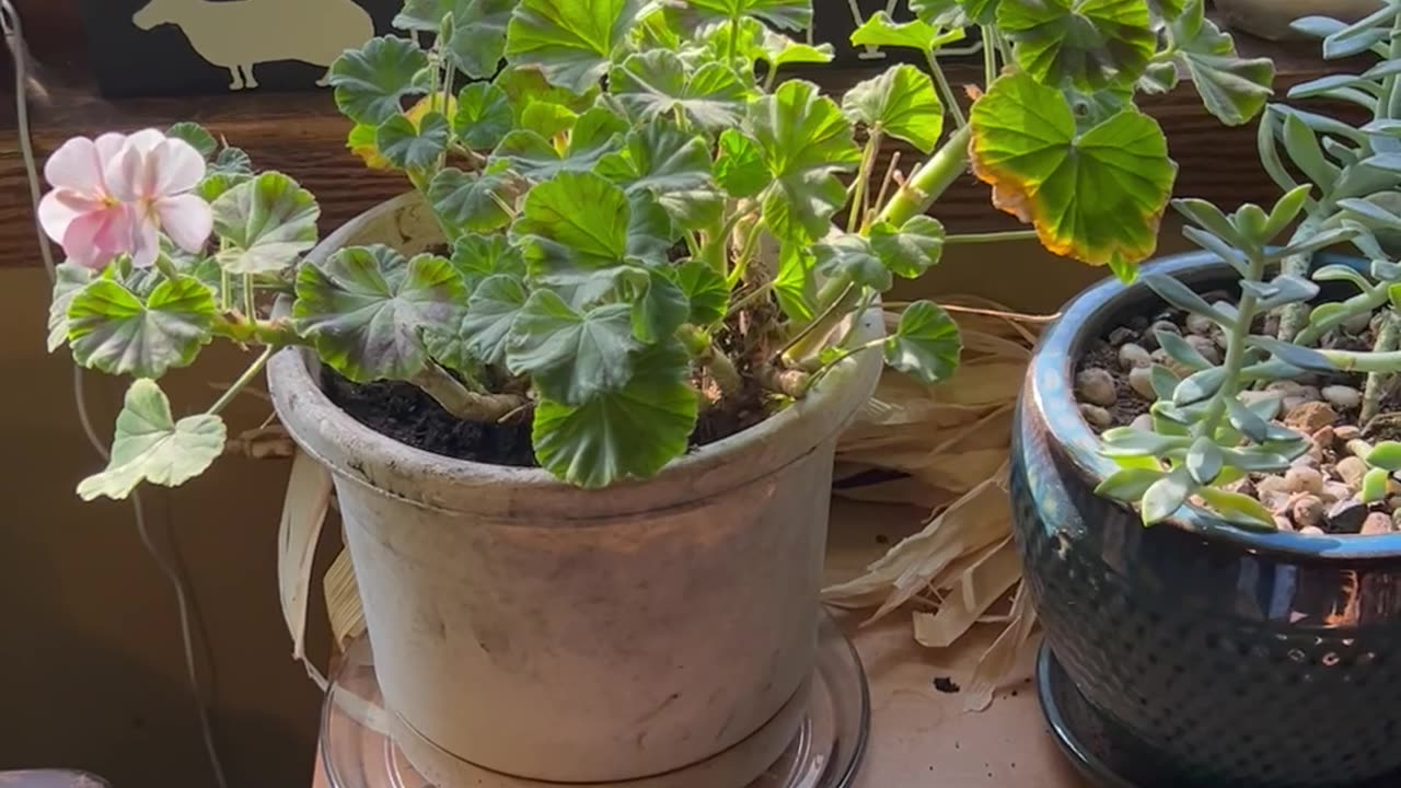 Overwintering More 🪴 Plants