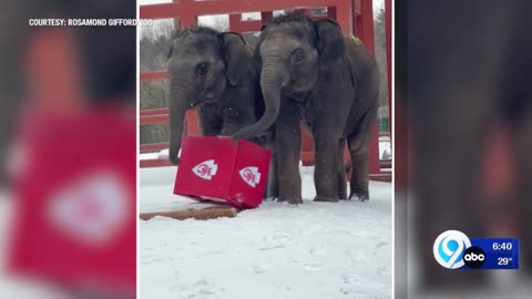 Rosamond Gifford Zoo animals make their Super Bowl picks